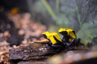 Close-up of insect on yellow leaf