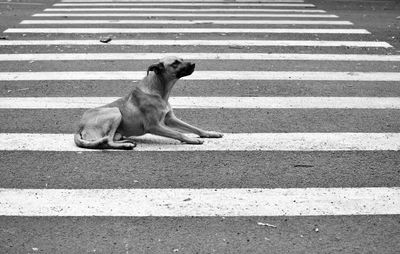 View of a dog crossing road