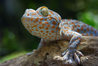 Close-up of lizard