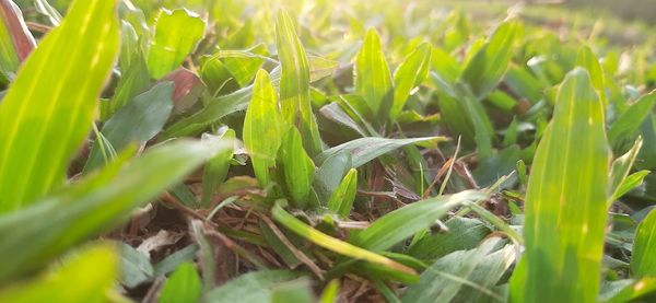 Close-up of fresh green grass in field