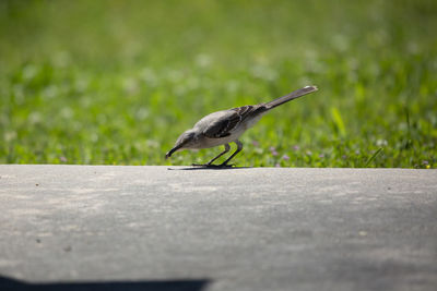 Northern mockingbird mimus poslyglotto picking up a grub