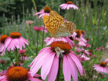 Close-up of butterfly pollinating on pink flower