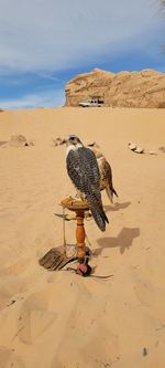 Falcon in desert