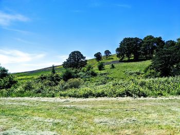 Scenic view of trees on field against sky