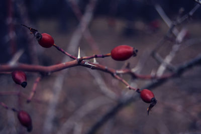 Close-up of red berries on twig