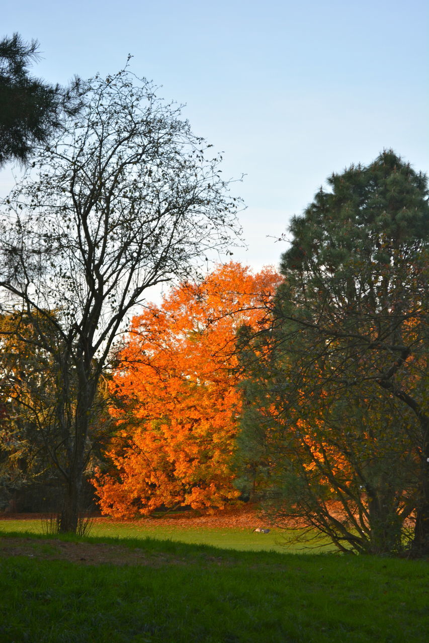 AUTUMN TREES ON LANDSCAPE AGAINST SKY