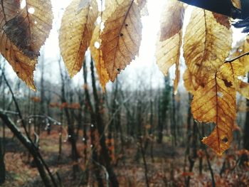 Close-up of autumnal leaves during winter