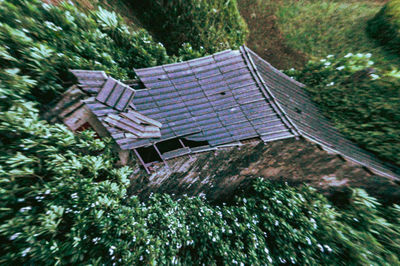 Plants growing on roof of house