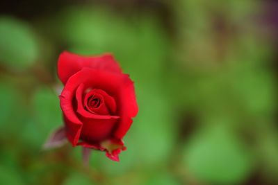 Close-up of red rose blooming outdoors