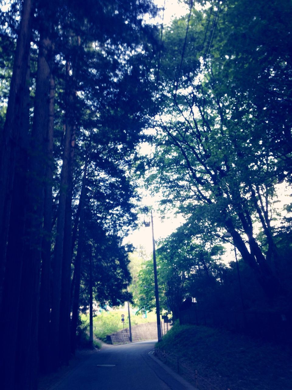 the way forward, tree, road, transportation, diminishing perspective, vanishing point, street, empty, empty road, tranquility, street light, long, growth, sky, nature, road marking, treelined, sunlight, outdoors, no people