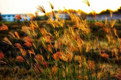 Close-up of stalks in field against sky