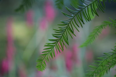 Close-up of pine tree leaves