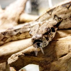Close up of boa constrictor