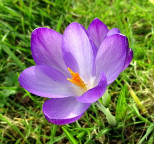 Close-up of purple crocus blooming outdoors