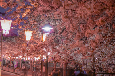 View of cherry blossom trees at night