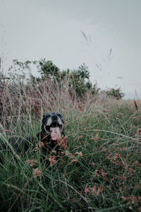 Small dog relaxing on field