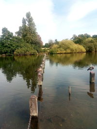 Swan on lake by trees against sky