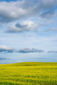 Scenic view of oilseed rape field against sky