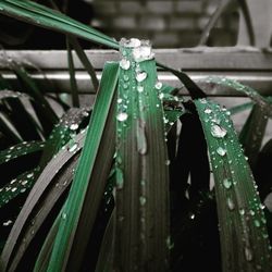 Close-up of water drop on leaf