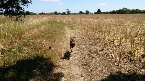 Front view of dog running in land against cloudy sky