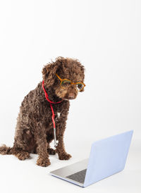 Portrait of dogs against white background