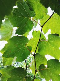 Close-up of leaves