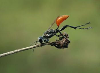 Close-up of insect on plant