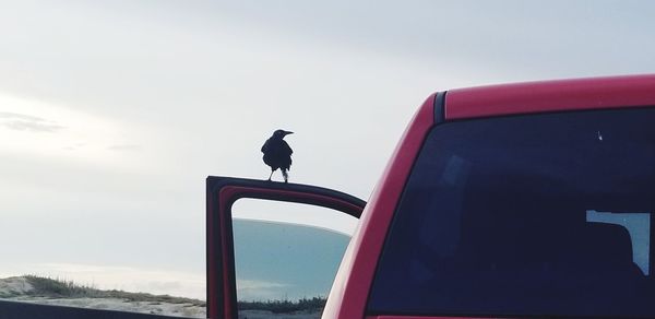 Bird perching on a car