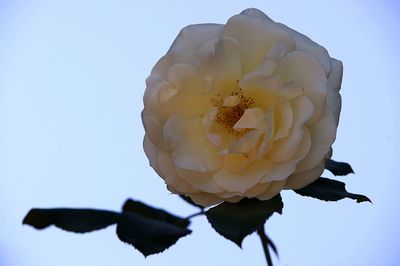 Close-up of white rose against clear sky