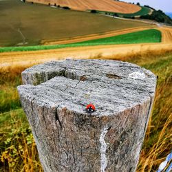 High angle view of tree trunk on field