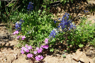 Purple flowers growing outdoors