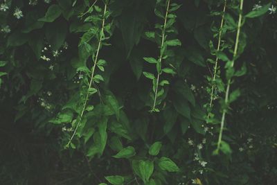 High angle view of plants growing on field