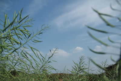 Scenic view of landscape against cloudy sky