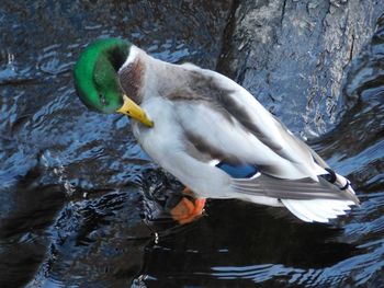 Close-up of duck swimming in lake