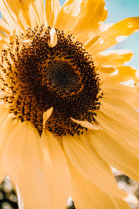 Close-up of sunflower