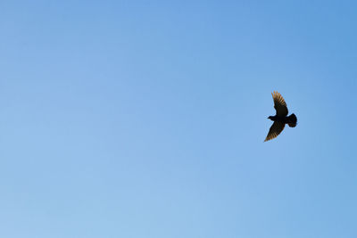 Low angle view of bird flying