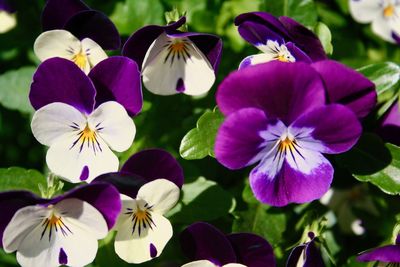 Close-up of purple flowering plants