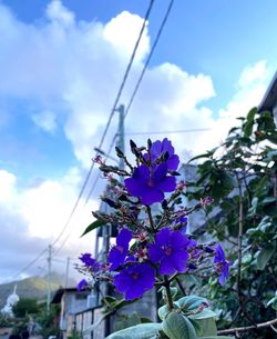 Low angle view of purple flowering plants against sky