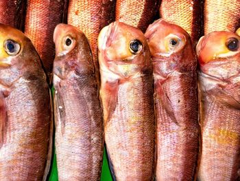 Close-up of fish for sale in market