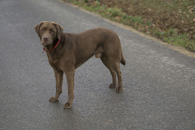 Dog on road