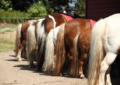 Horses standing outdoors