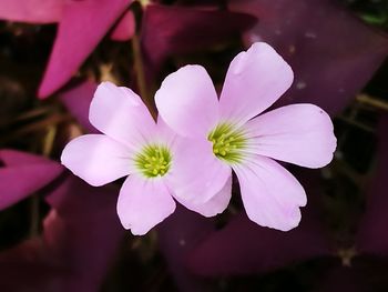 Close-up of pink flower blooming outdoors