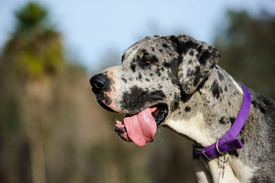 Close-up of great dane looking away