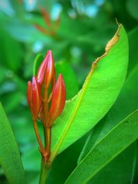 Close-up of plant