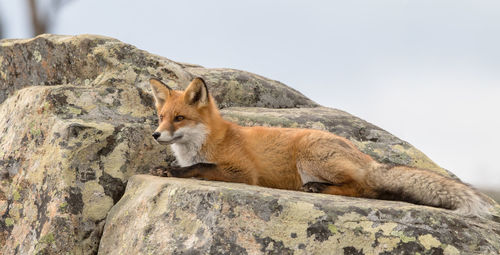 View of lion on rock against sky