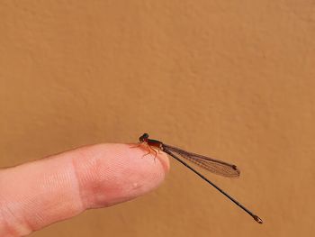 Close-up of hand holding insect