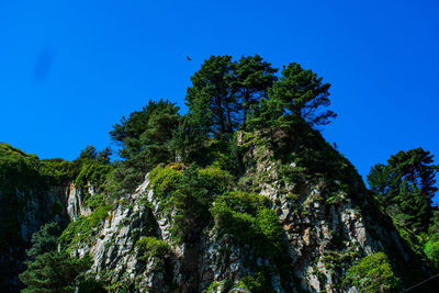 Low angle view of trees against clear blue sky