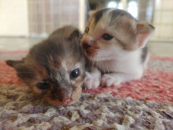 Portrait of cute kitten on rug at home