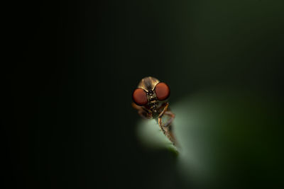 A robber fly on a leaf against a dark green background.