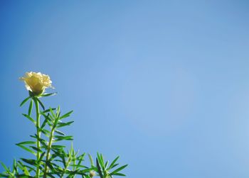 Low angle view of flowering plant against clear blue sky